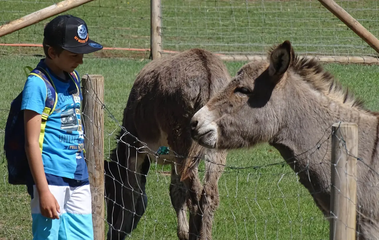 Neue Entdeckungen in der Bibel und im Wildparadies machen mit www.bibeltiere.de.