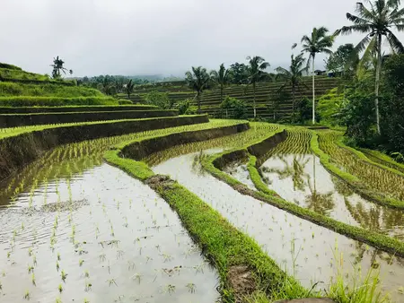Reisterrassen in Jatiluwih (UNESCO).
