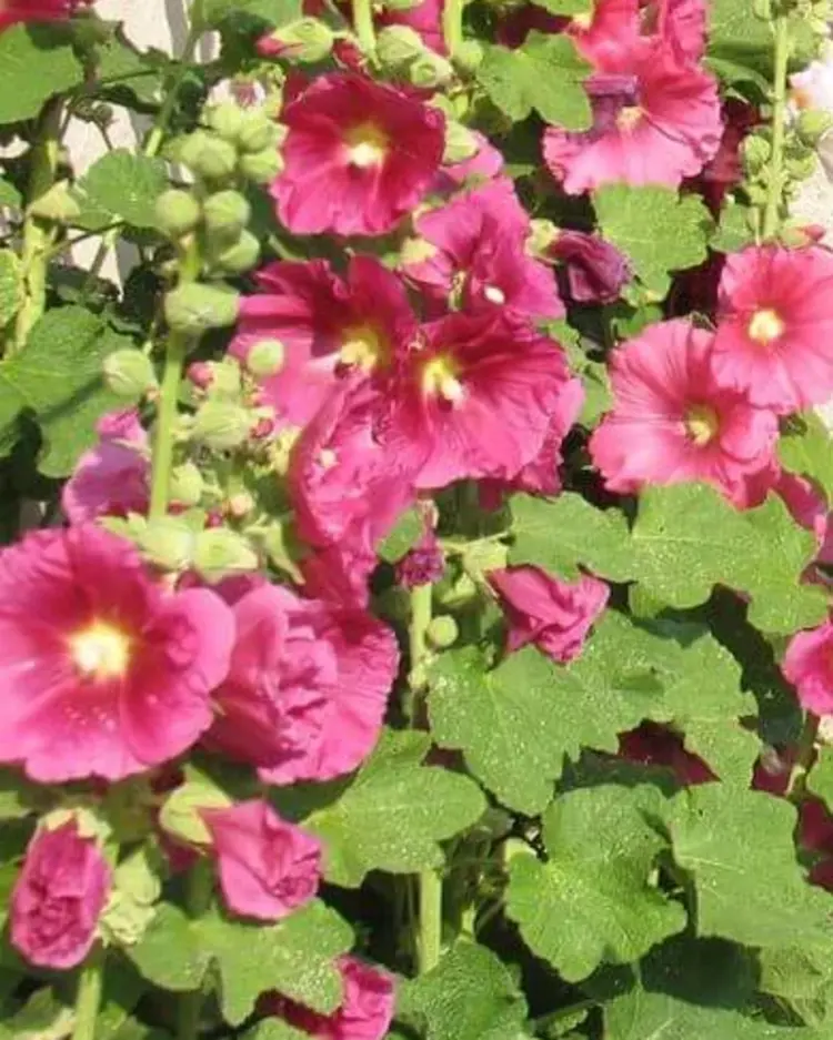 Der Korber Bibelgarten in voller Blüte Der Korber Bibelgarten in voller Blüte