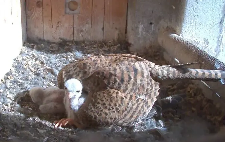 Zwei der drei Falkenküken im Turm der St. Georgskirche in Dettingen unter Teck - liebevoll umsorgt vom Muttertier.