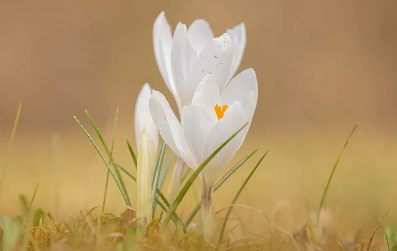 Krokusse gehören zu den ersten Blumen, die im Frühling, rund um Ostern, das Grau des Winters durchbrechen.