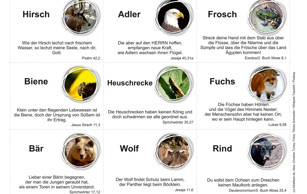 In der Bibel werden ca. 130 Tierarten erwähnt.