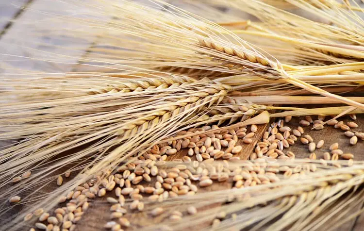 „Erntedank birgt die existentielle Erkenntnis: Wir leben von Voraussetzungen, die wir uns selbst nicht schaffen können“, sagte Landesbischof July im Magdeburger Dom.