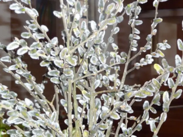 Palmkätzchen sind ein Symbol für den Palmsonntag.